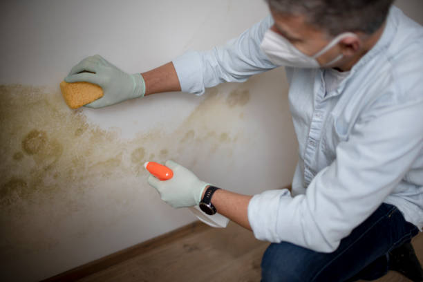 Best Crawl Space Mold Removal  in Jefferson Valley Yorktown, NY