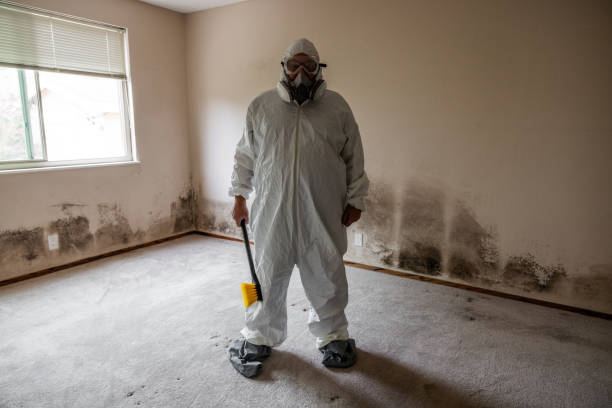Best Attic Mold Removal  in Jefferson Valley Yorktown, NY