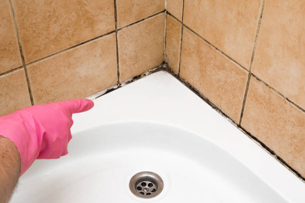 Best Emergency Mold Removal  in Jefferson Valley Yorktown, NY